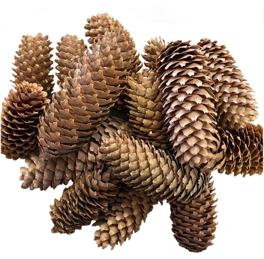 natural cone & fruit company CONES IN BULK