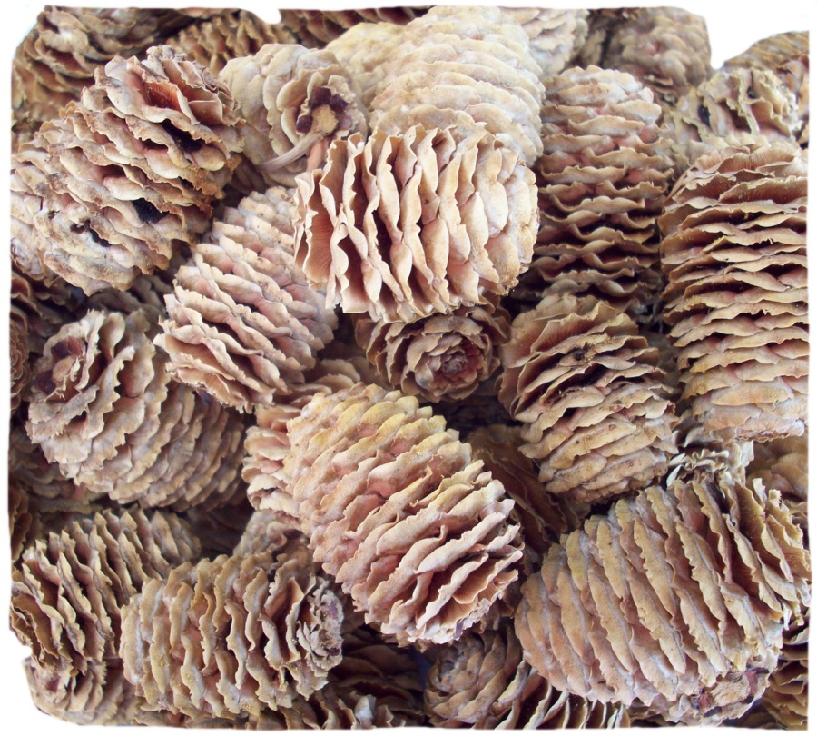 natural cone & fruit company CONES IN BULK